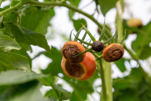 Ochrana rajčat před hnilobou a plísní