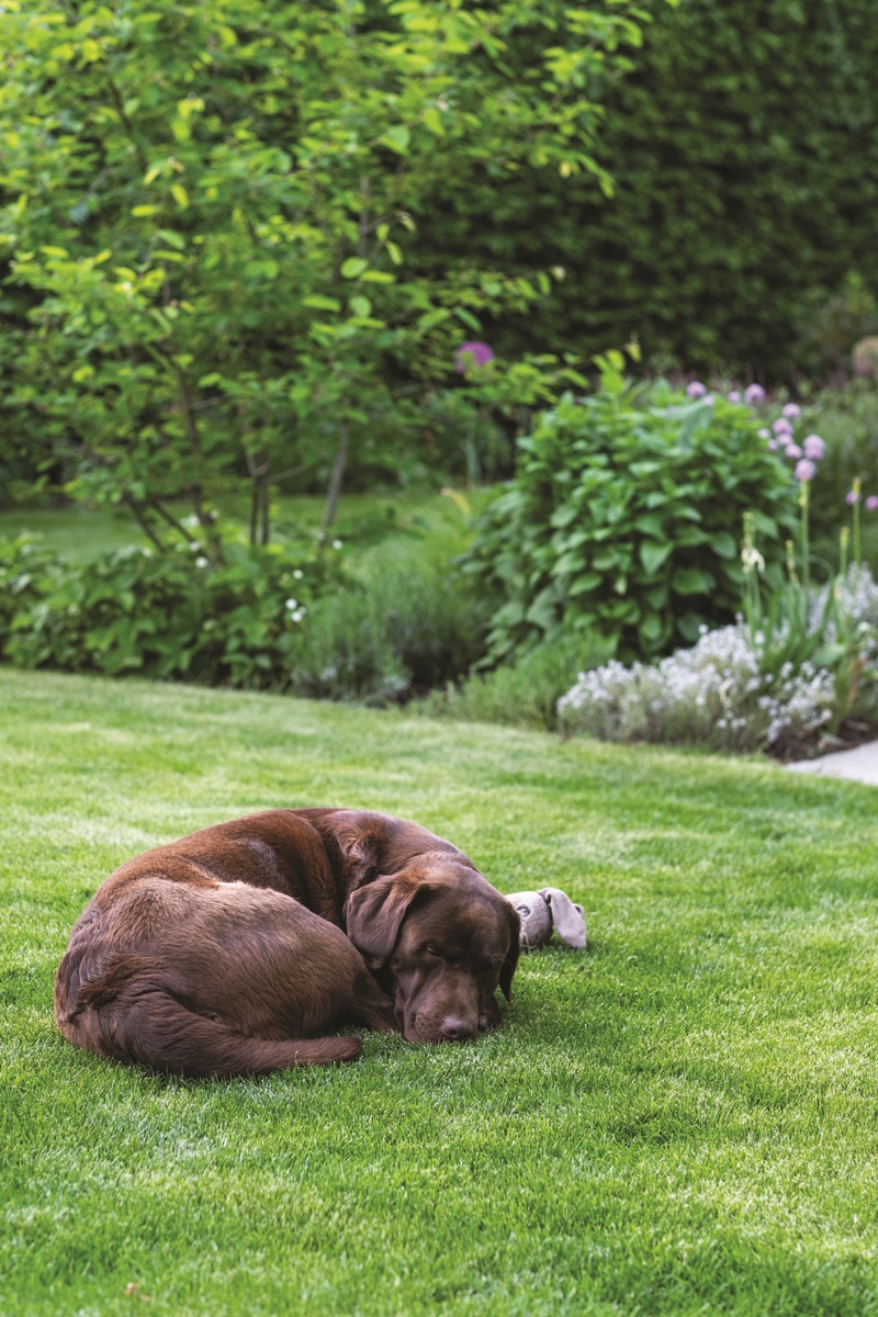 Pes na trávníku