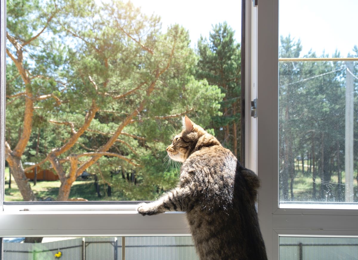 Kočka u okna