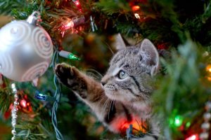 Kočka u vánočního stromku
