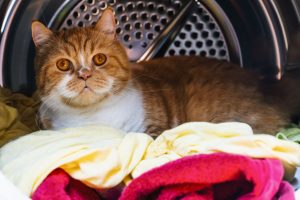 Kočka v pračce
