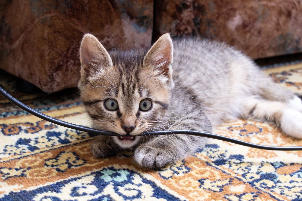 Kočka kouše kabely