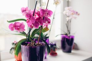 Jak se starat o orchideje, aby kvetly mnoho let? Tipy k péči i k výběru