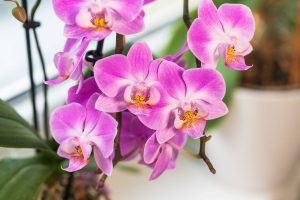 Krásná orchidej