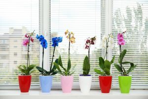 Orchideje na parapetě