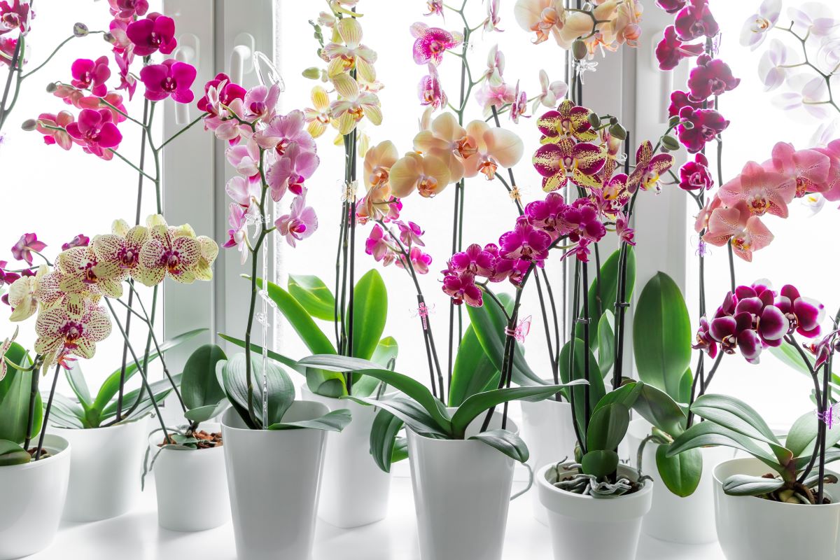 Sbírka orchidejí