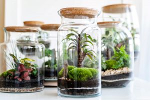 Sbírka rostlinných terárií