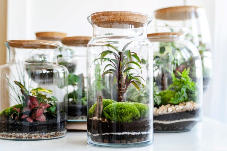 Rostlinné terárium aneb miniaturní zahrada ve skle