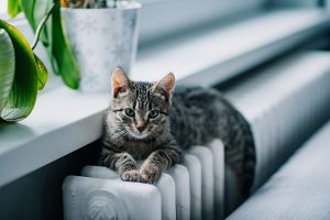 Kočka na radiátoru