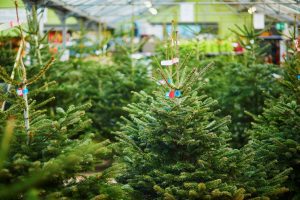 Ohromte rodinu dokonalým vánočním stromkem: Tipy k výběru a péči