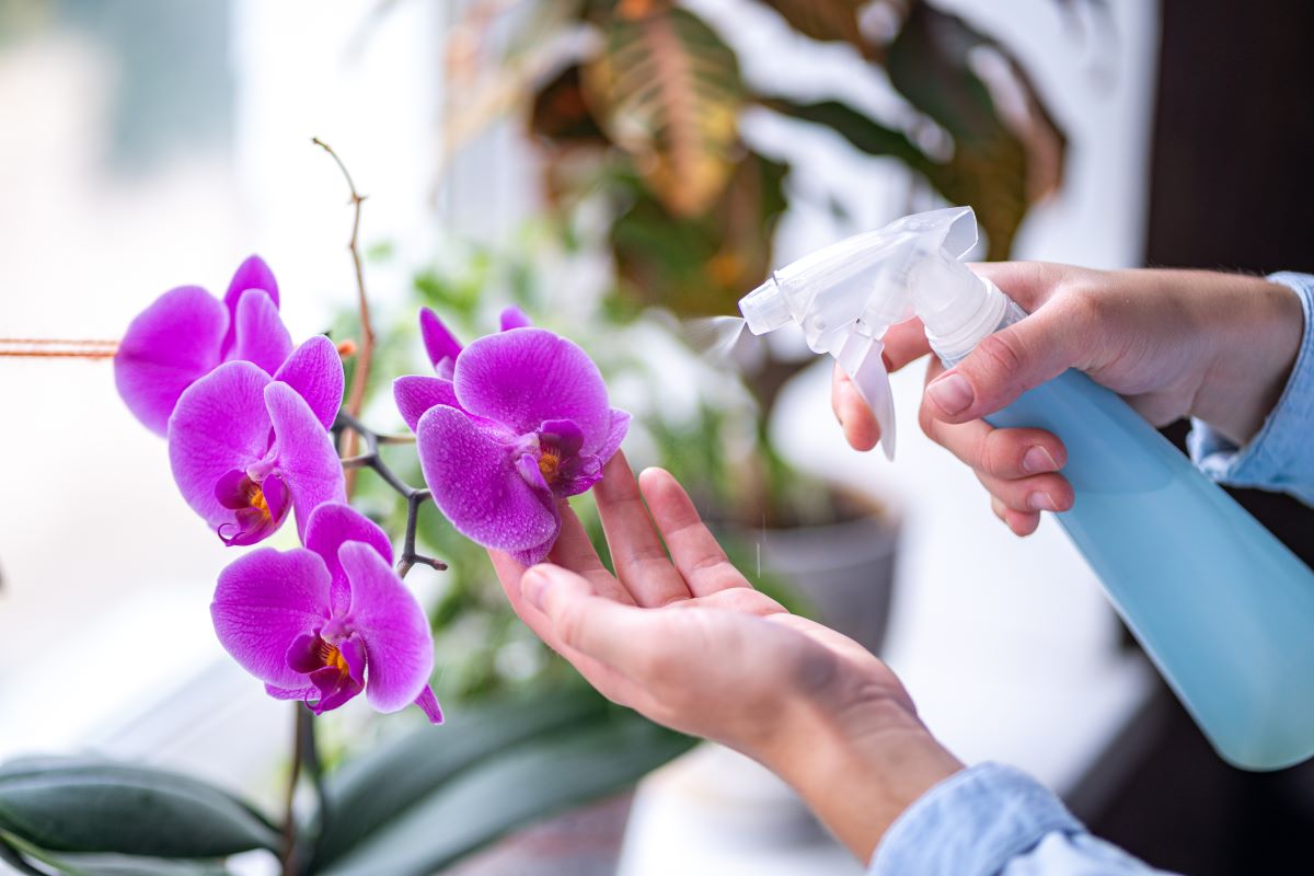 Rosení orchideje