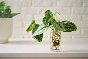 Kořínky rostliny ve sklenici