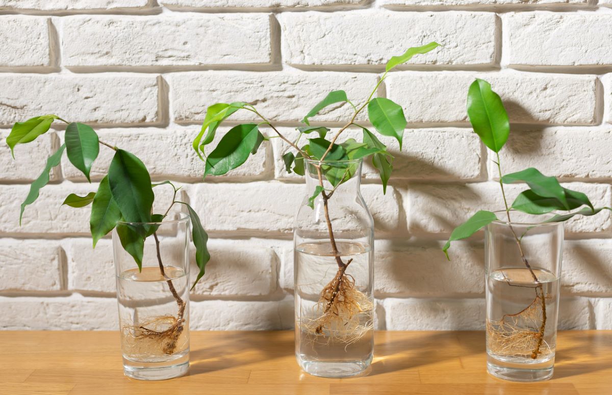 Rostliny ve skle