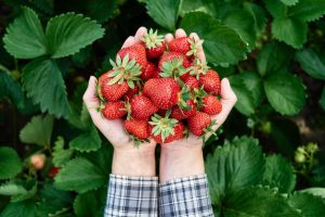 7 kroků, které musíte na jaře udělat se svými jahodníky, abyste si zajistili bohatou úrodu