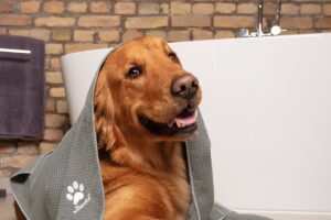 Pes s Petpro ručníkem