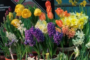 hyacinty, tulipány, narcisy