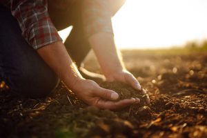 Co zvážit při výběru hnojiv do zahrady a jaký je rozdíl mezi granulovaným a tekutým hnojivem?