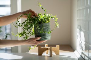 Pokojové rostliny vám zpříjemní bydlení: Jak a kam je umístit?