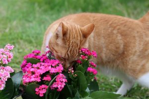 kočka v zahradě s květinami
