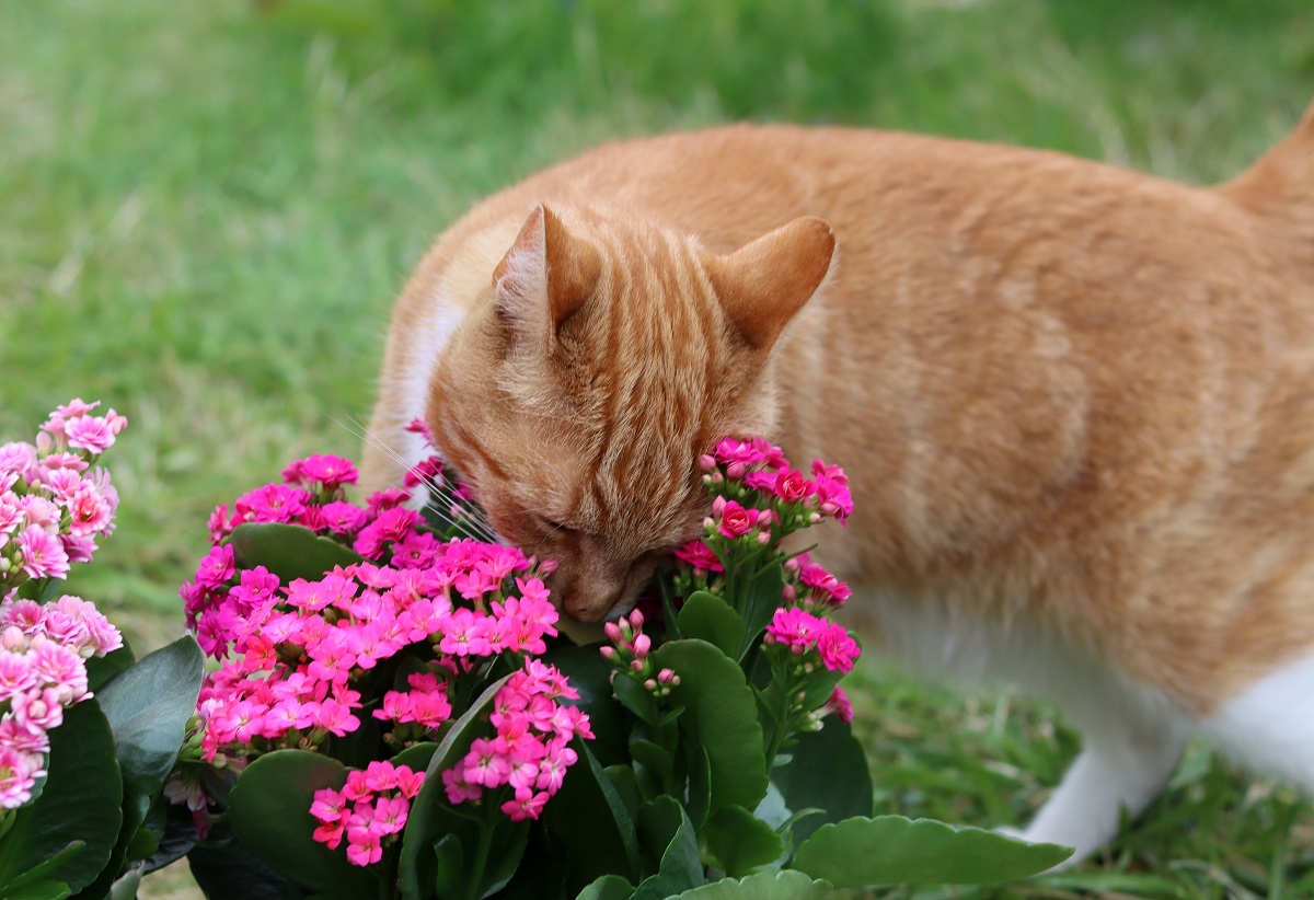 kočka v zahradě s květinami