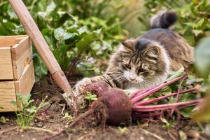 Kočky nám kazí snahu o úrodu! Jak se jich zbavit? Díky těmto tipům se už o to nepokusí!