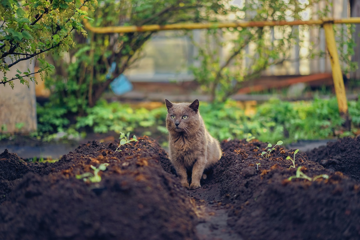 kočka v zahradě