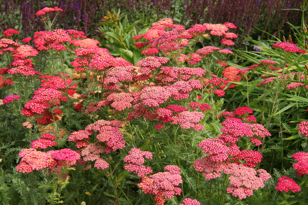 Achillea-millefolium.jpg