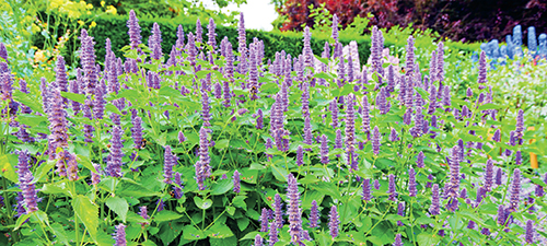 Kouzlo agastache