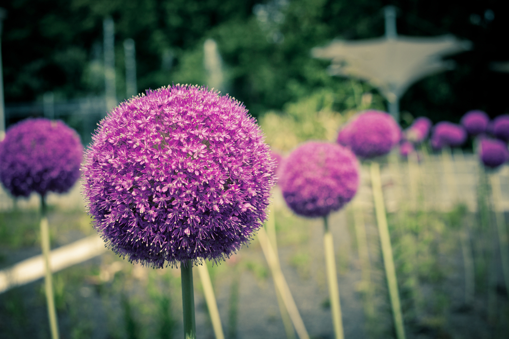 Allium-christophii.jpg