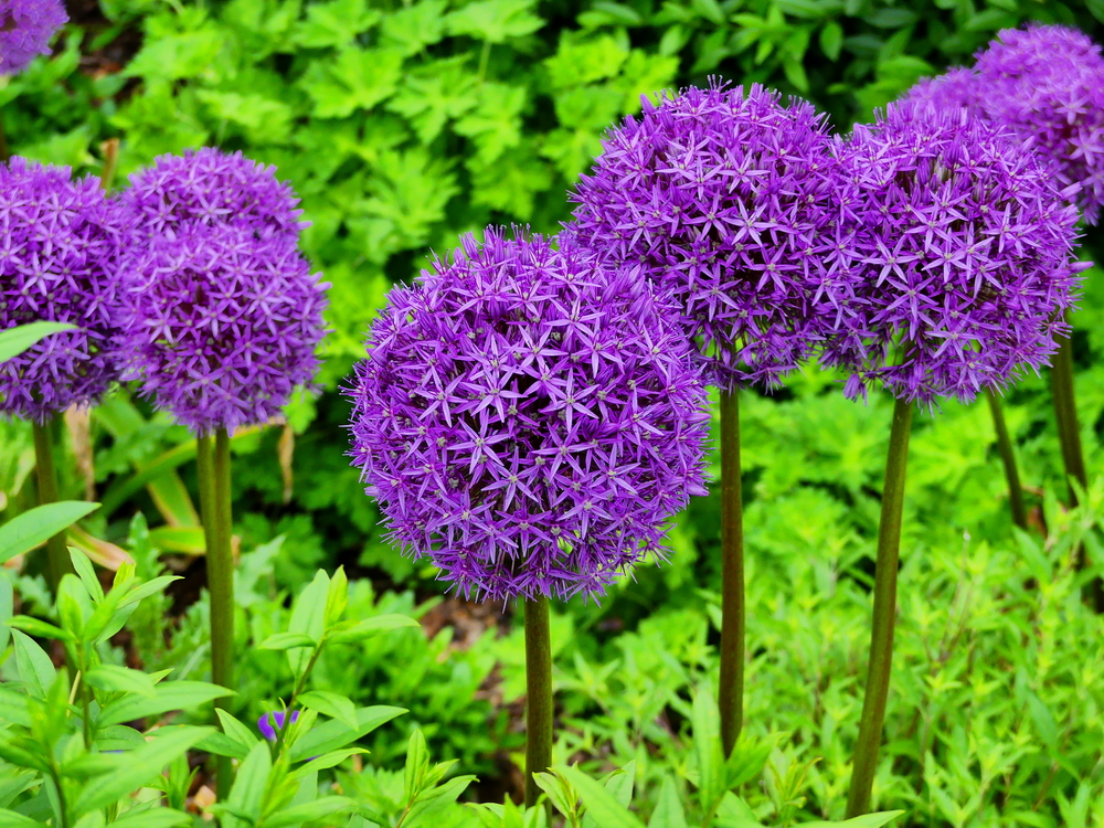 Allium-giganteum.jpg