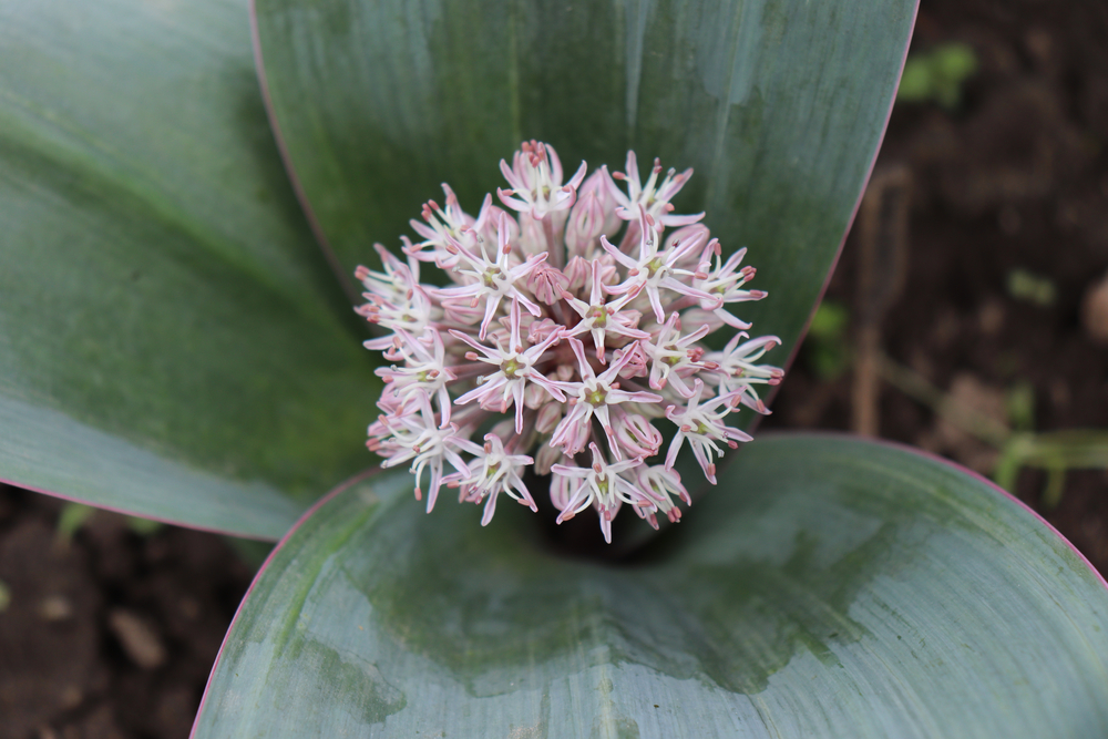 Allium-karataviense.jpg