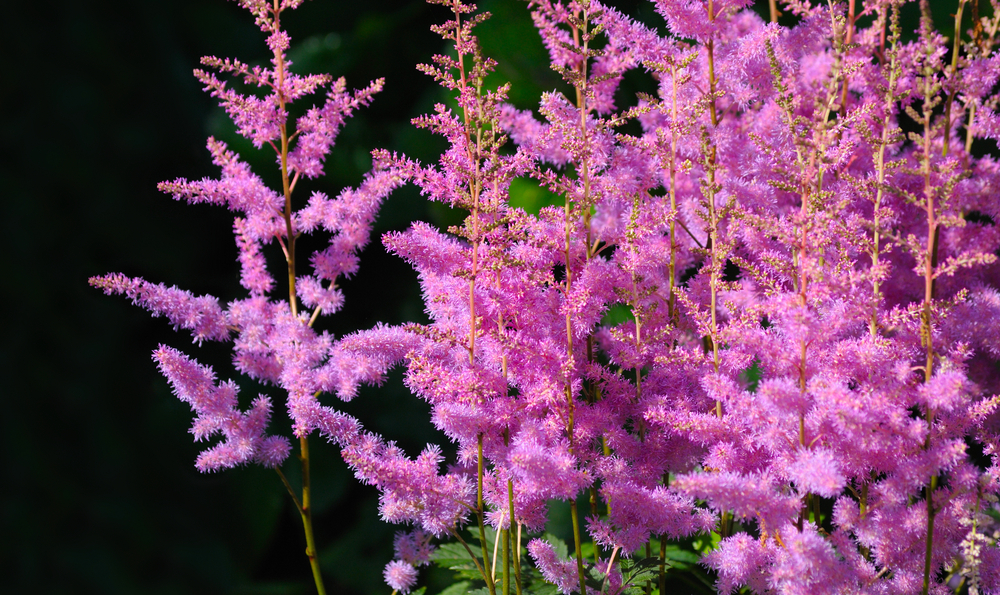 Astilbe-arendsii.jpg