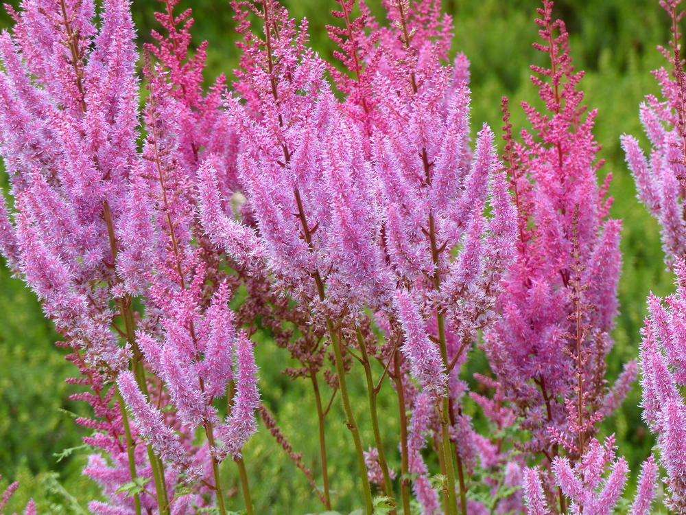 Astilbe-chinensis.jpg