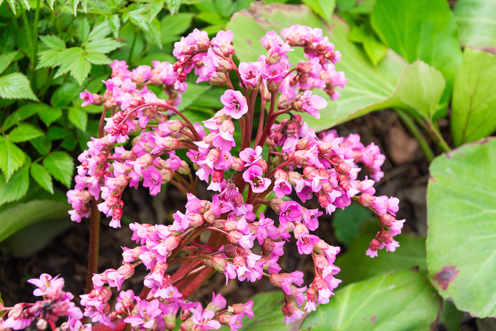 Bergenia.jpg