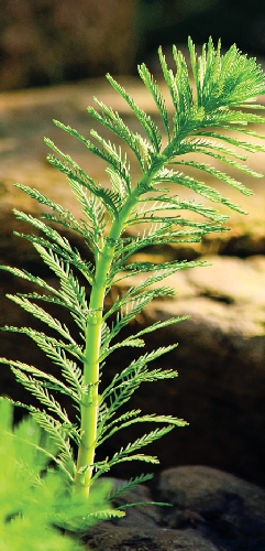 Biotop_8.jpg