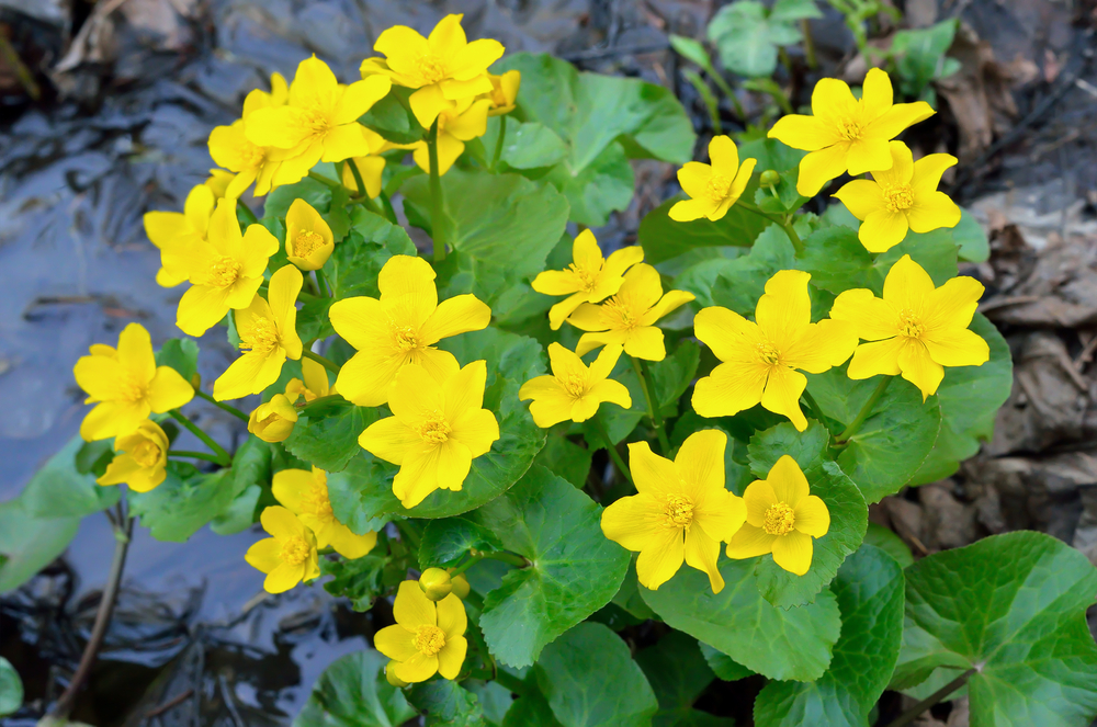 Caltha-palustris.jpg