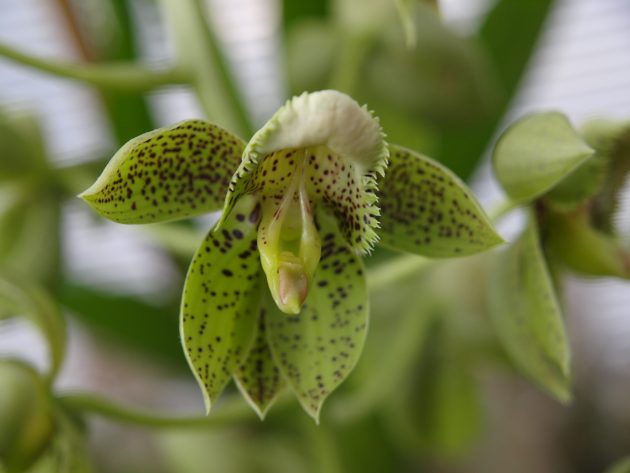 Catasetum-e1678292546152.jpg