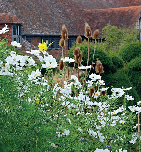 Dixter_5.jpg