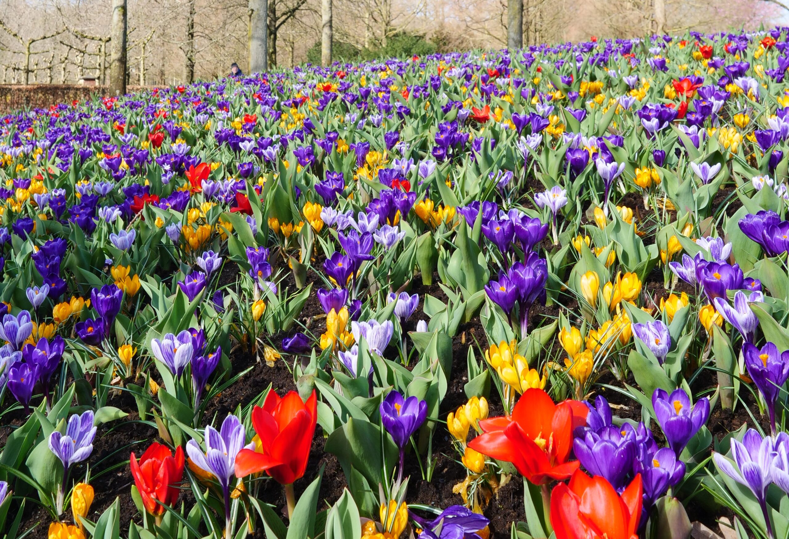 Jarní výlet do Holandska? Magický Keukenhof 2023 očaruje i zkušené zahradníky