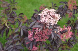 HLAVNISambucus-nigra-f.-porpyrophylla-Thundercloud.jpg