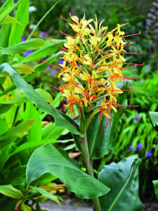 Hedychium.jpg