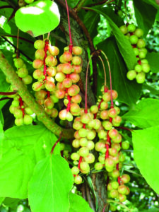 Schizandra neboli klanopraška