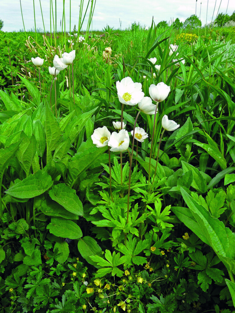 Image005-2.jpg