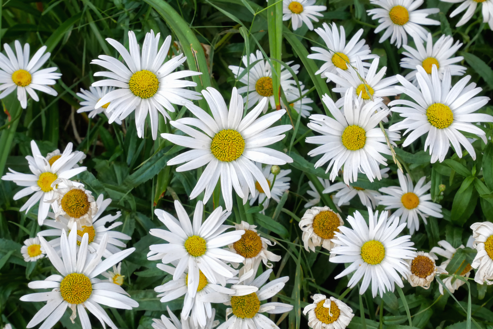 Leucanthemum-maximum.jpg