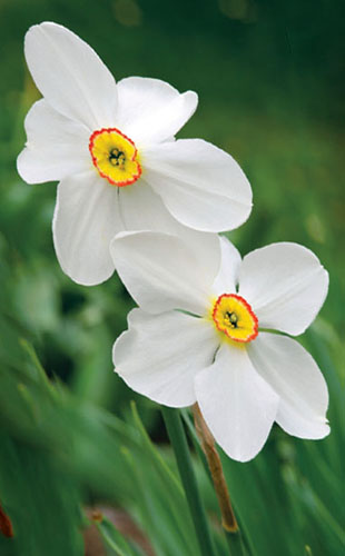 Narcisy_2_u.jpg