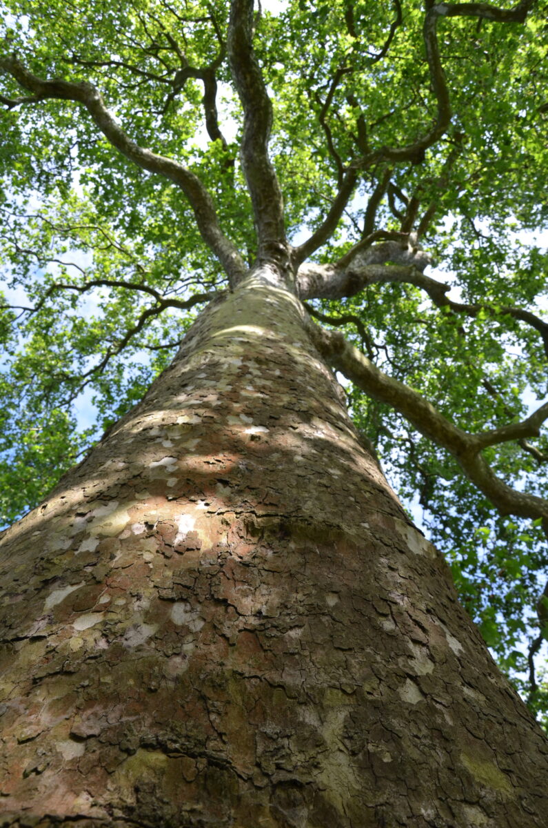 Platanus.jpg