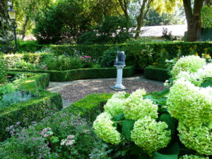 Svetle-zelenkave-kvety-jsou-typicke-pro-Hydrangea-arborescens.jpg