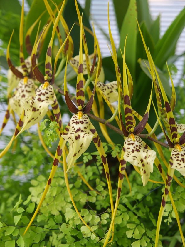 Brassia-e1678292602498.jpg