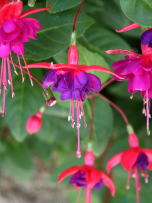 fuchsia_blossom