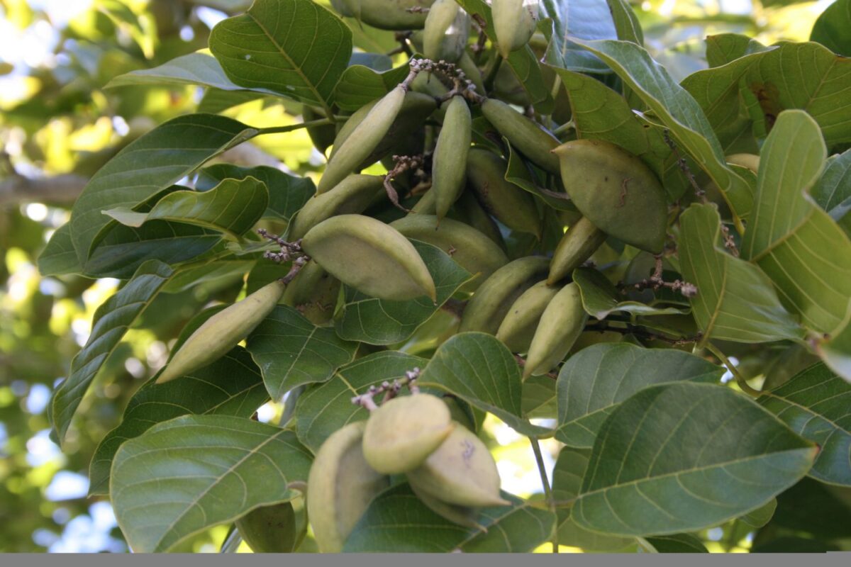 Pongamia-pinnata-plod-e1585738872720.jpg